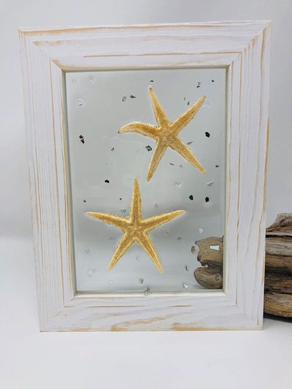 natural starfish wall decor