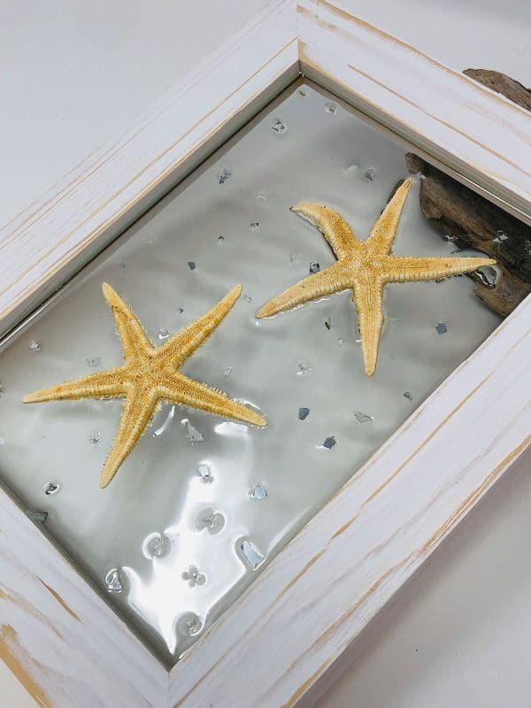 natural starfish wall decor