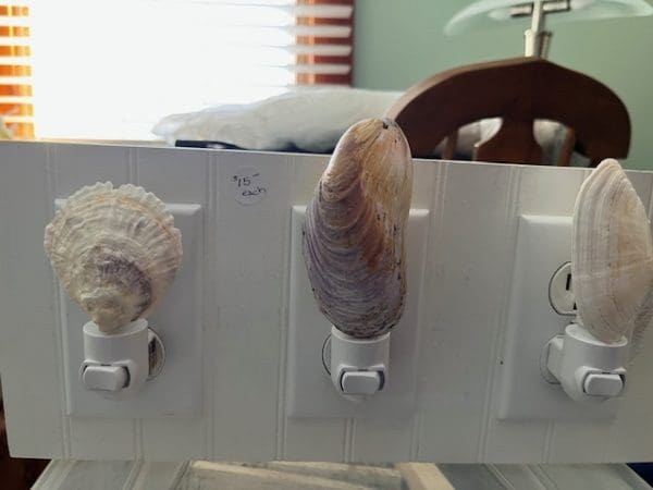 3 seashell night lights on display